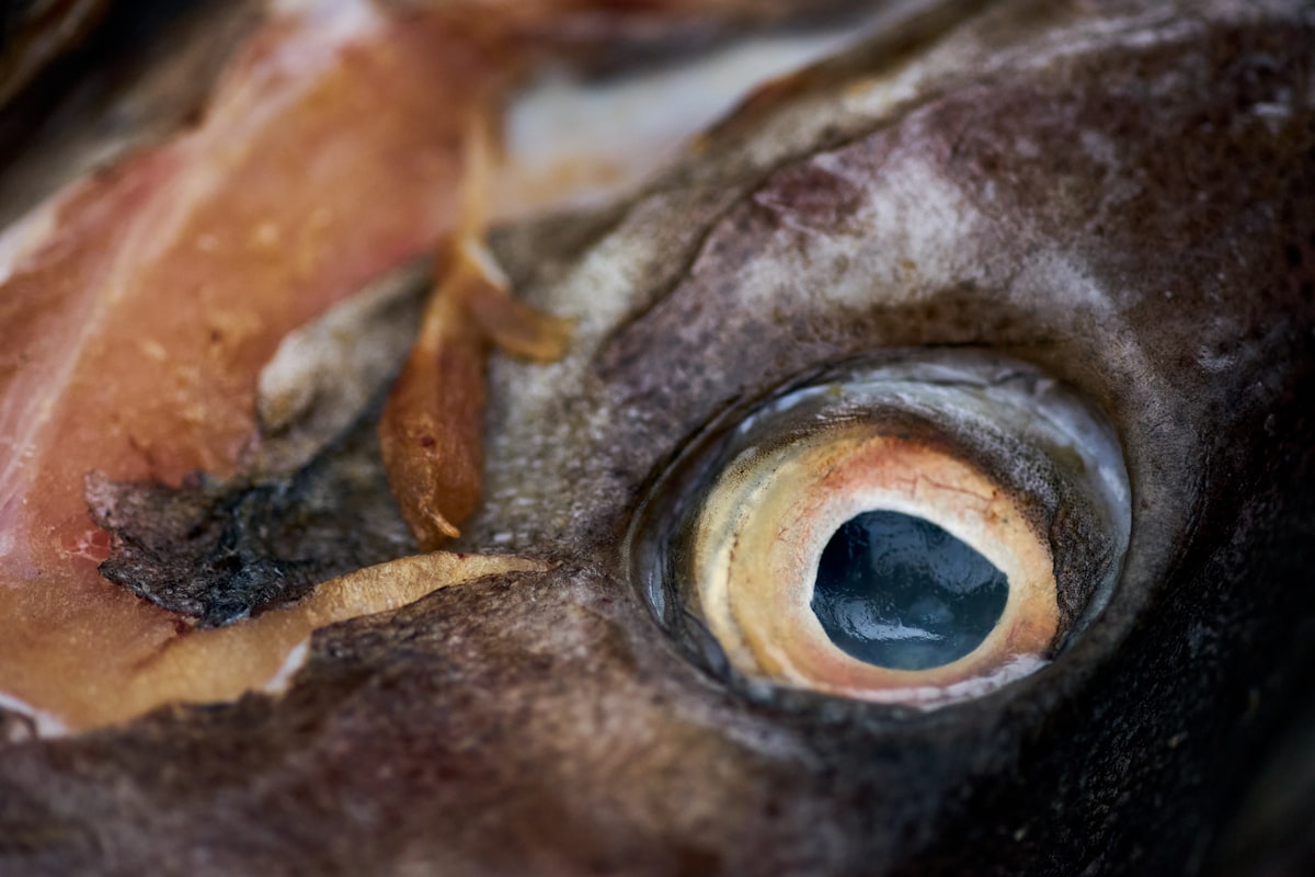 Salmon omega-3